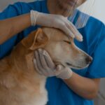 veterinarian examining dog