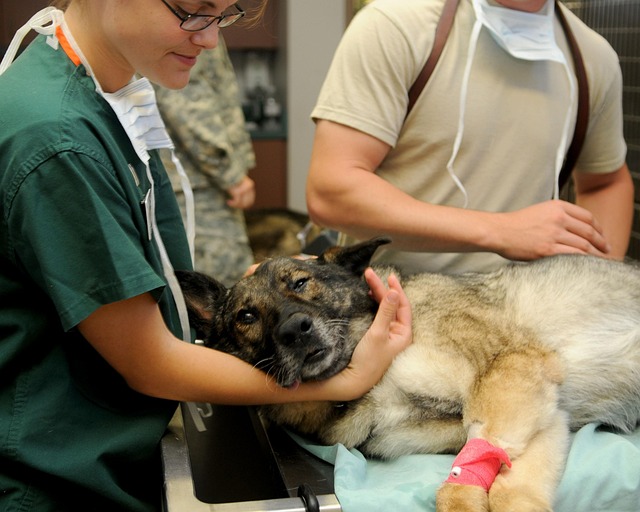 A veterinarian examining a dog's ears