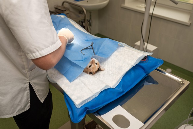 A veterinarian gently examining a dog's ear with a clear otoscope.