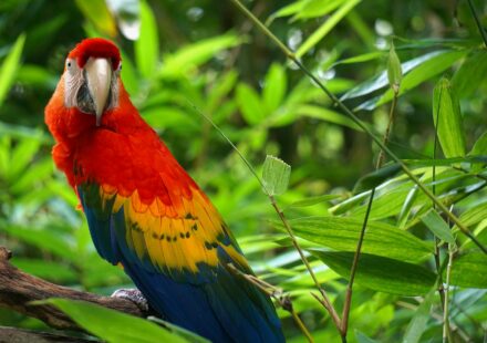 vibrant jungle parrot