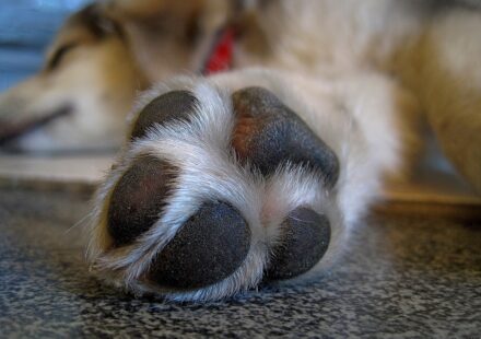 webbed paw dog