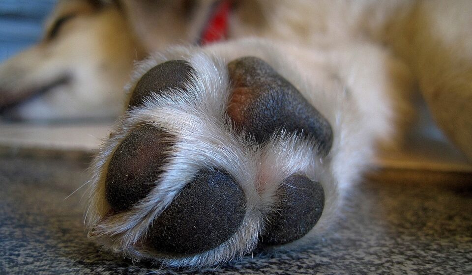 webbed paw dog