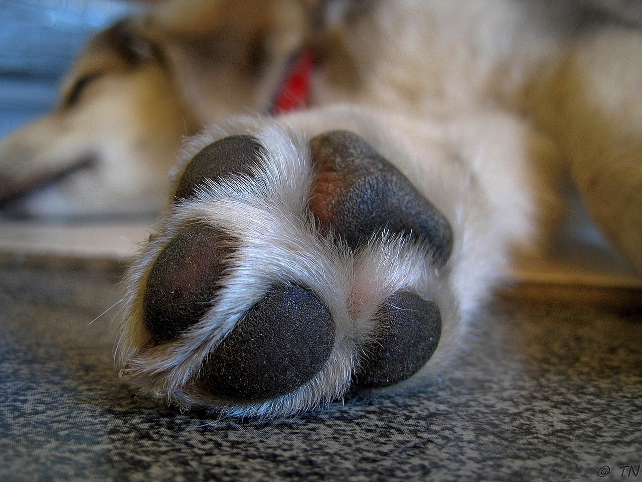 Webbed Paw Dog: More Than Just a Swimming Buddy? 2026 Guide