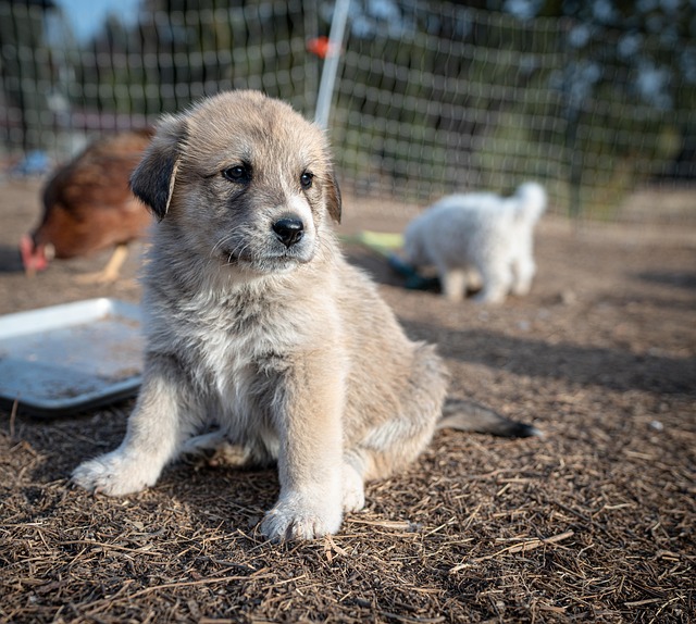 White Great Pyrenees dog with a calm expression standing among sheep