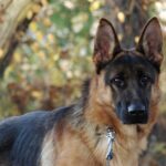 Alsatian mix dog playing