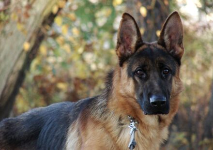 Alsatian mix dog playing