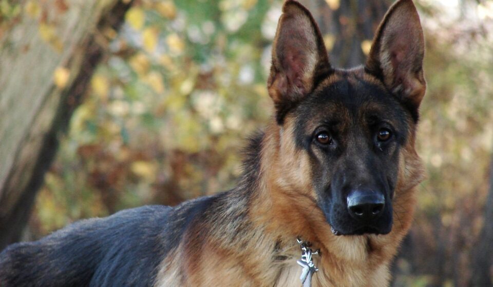 Alsatian mix dog playing