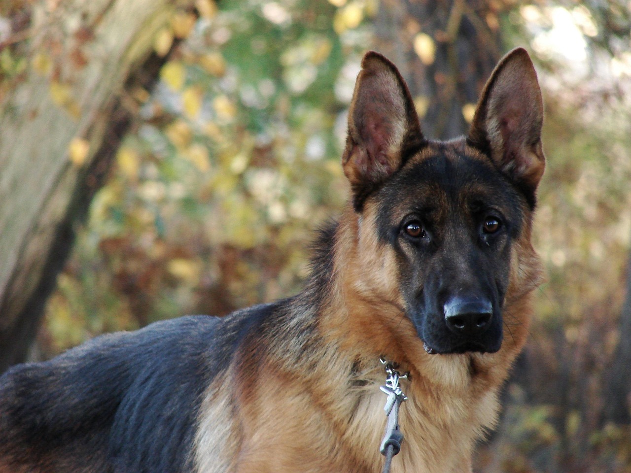 Alsatian Mix: What to Expect from Your German Shepherd Hybrid