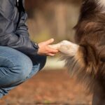 australian shepherd mix dog playing
