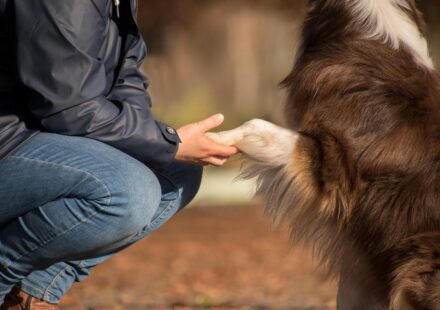 australian shepherd mix dog playing