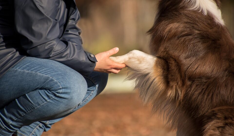 australian shepherd mix dog playing