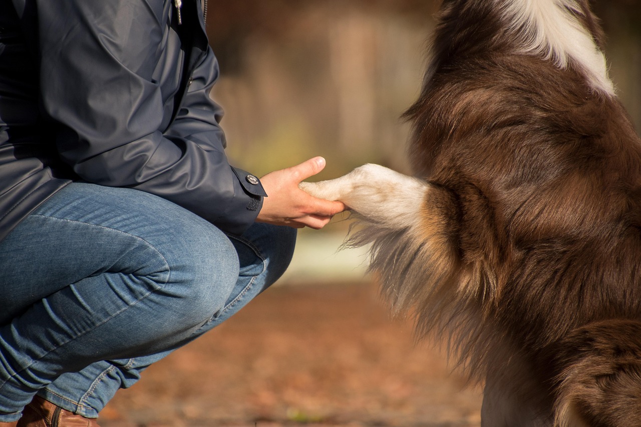 Australian Shepherd Mix: Traits, Temperament & Care in 2026