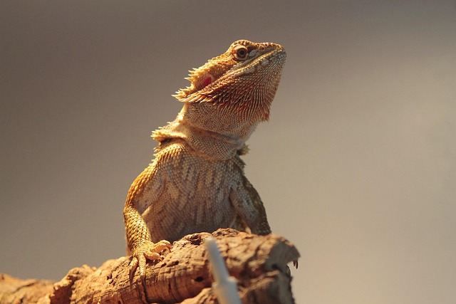 A bearded dragon eating a variety of fresh leafy greens from a shallow dish.