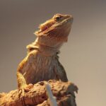 bearded dragon juvenile