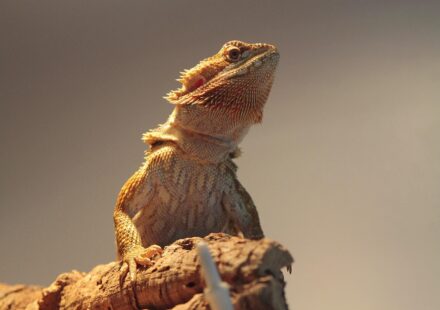 bearded dragon juvenile