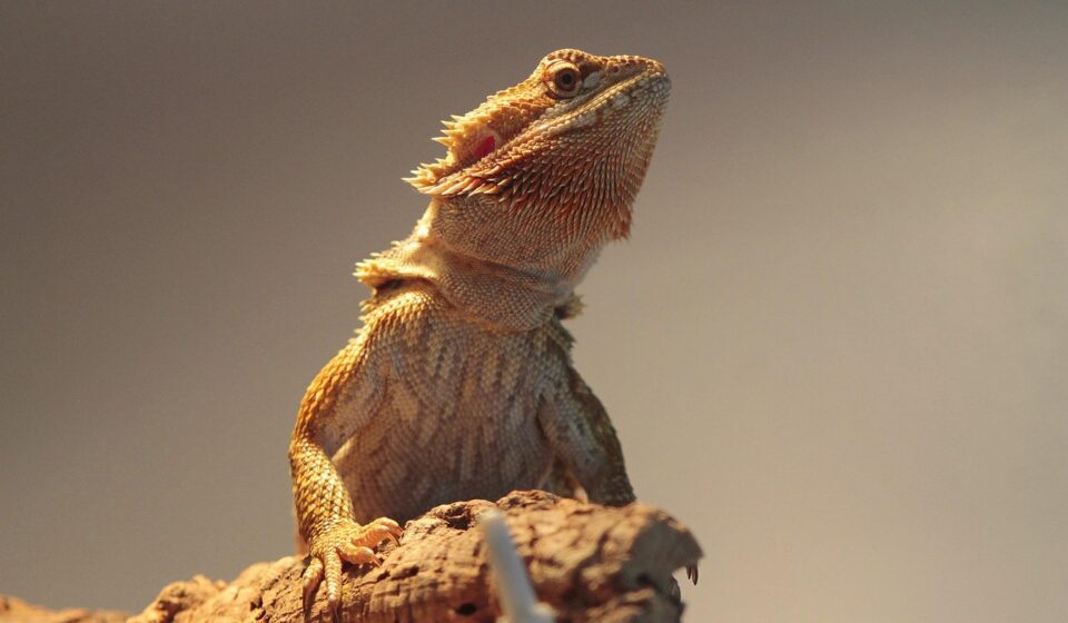 bearded dragon juvenile