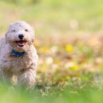 beneful incredibites dog food