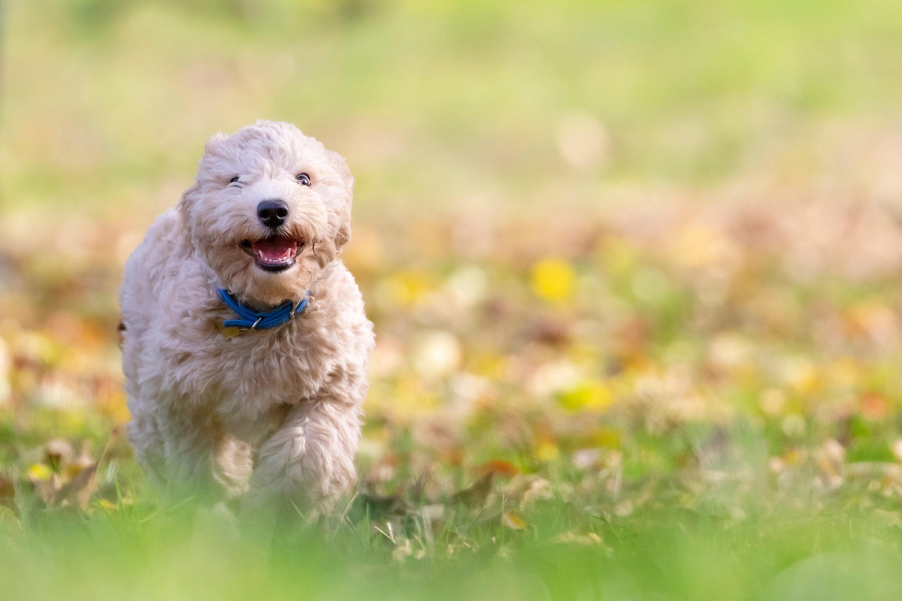 Beneful Incredibites: Is This Small Dog Food Right for Your