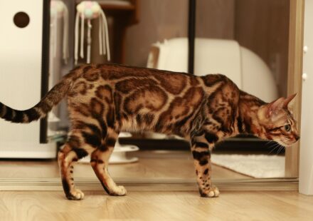 bengal cat kitten