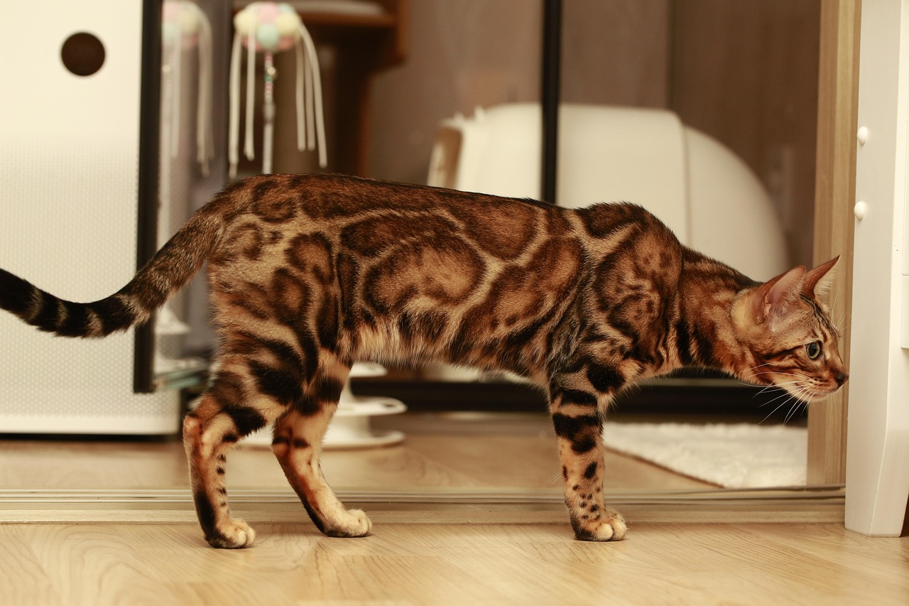 Price of Bengal Cats in 2026: Your Ultimate Guide