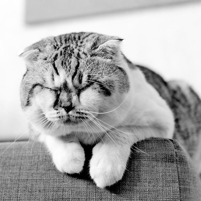 A black cat sleeping curled into a ball on a gray couch.