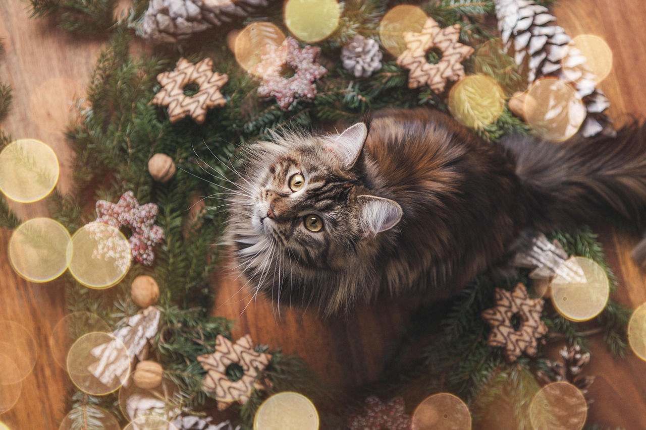 Enchanting Black Kitten Names for 2026