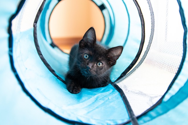A black kitten playing with a feather toy