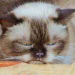 blue british shorthair cat