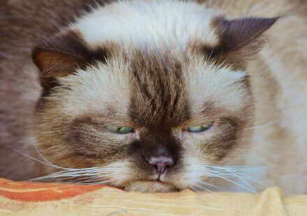 blue british shorthair cat