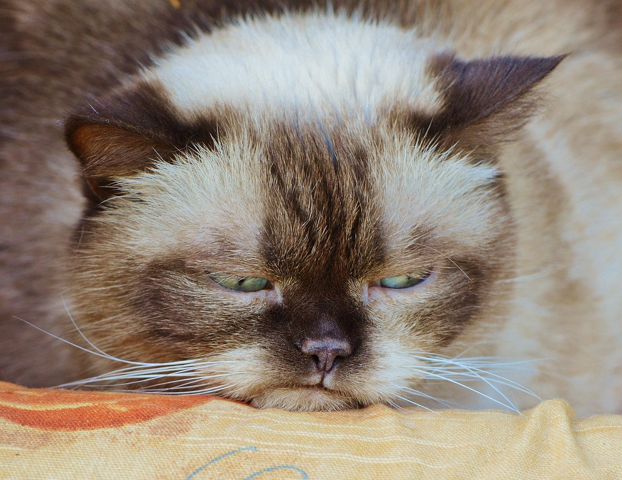 British Shorthair Cat Price Guide 2026: What to Expect