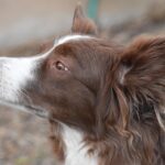 border collie mix dog