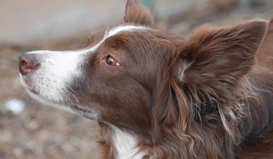 border collie mix dog
