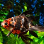 Bristlenose Pleco Care: Your 2026 Guide to a Clean Tank