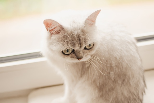 A British Short hair cat sitting calmly in a rescue shelter environment.