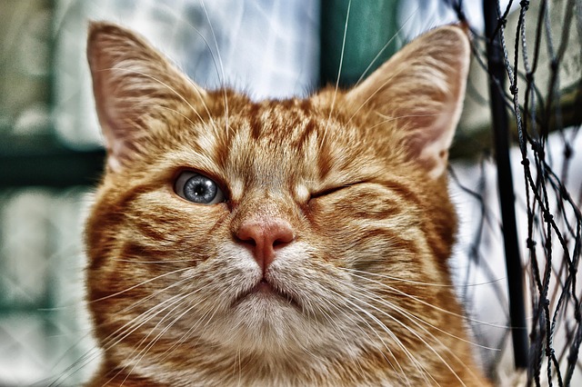 A brown tabby cat lounging comfortably on a sofa, looking relaxed and content