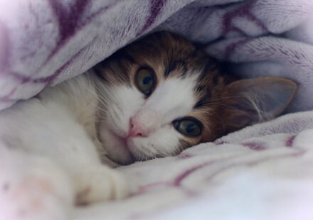 brown tabby cat close-up