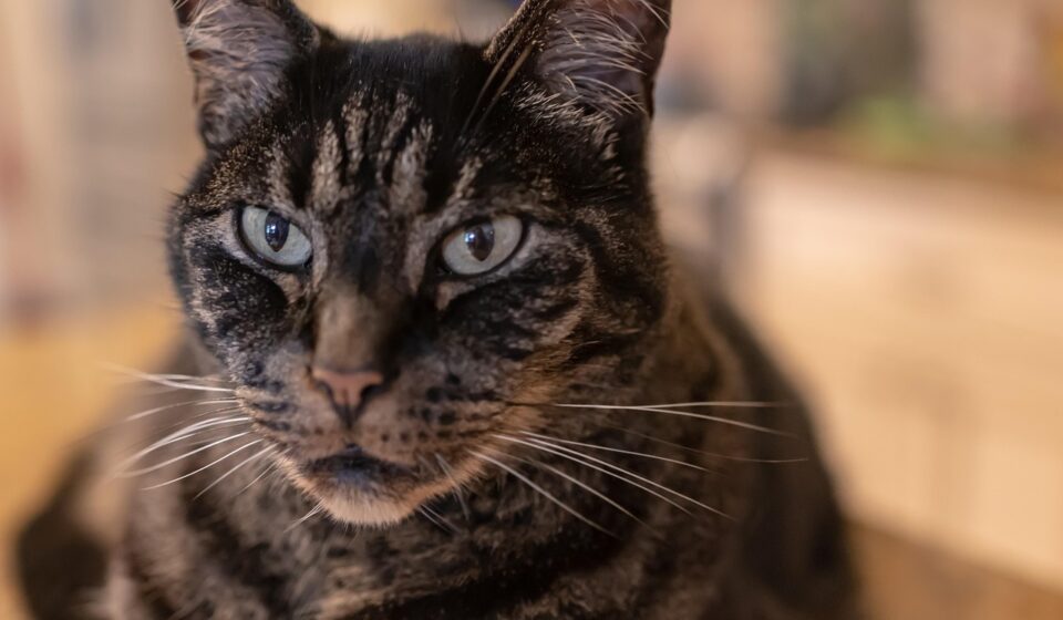 brown tabby cat close up