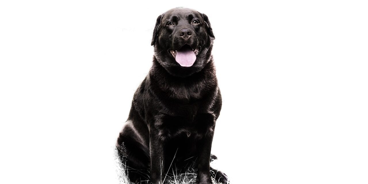 caring for a pet