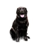 caring for a pet