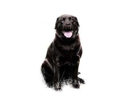 caring for a pet