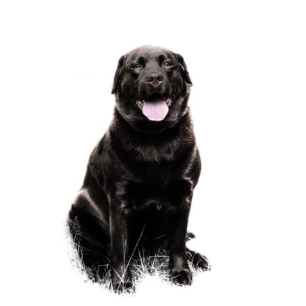 caring for a pet