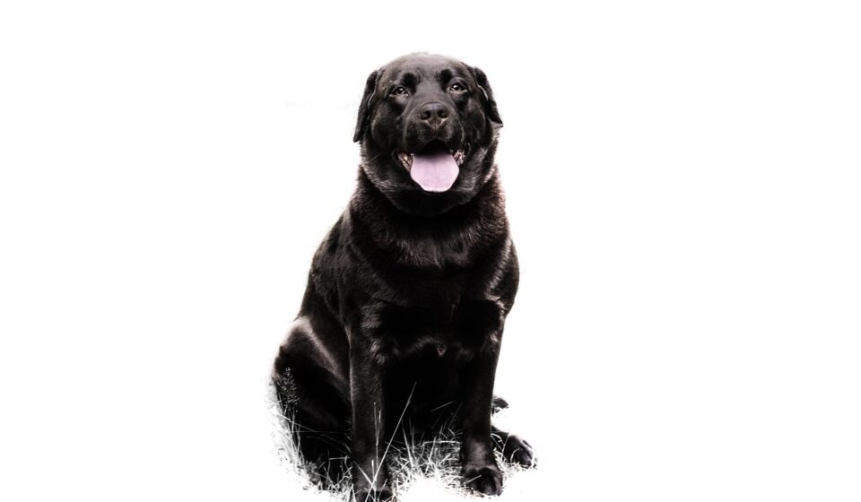 caring for a pet