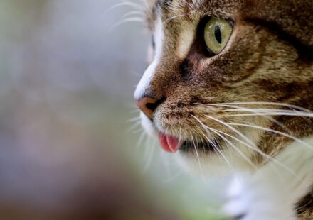 cat age comparison chart