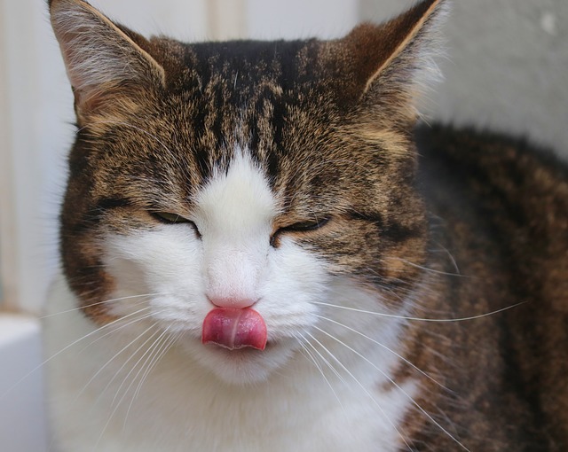 A cat being fed Friskies Lil' Soups from a small bowl, with its regular food in the background