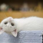 cat calendar