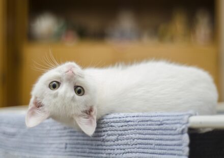 cat calendar