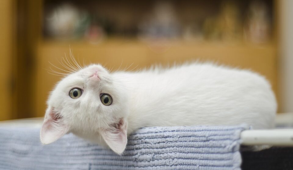 cat calendar