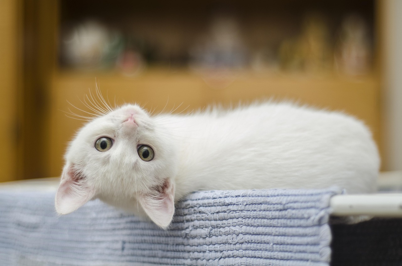 Cat Years in 2026: What’s Your Feline Friend Really Like?
