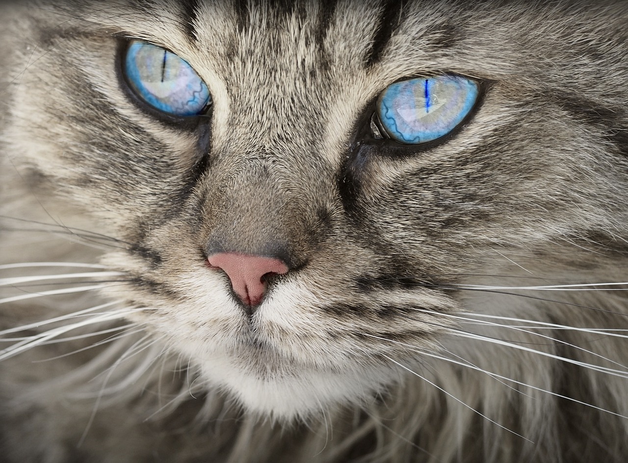 Cat Chin Mites: What You Need to Know in 2026