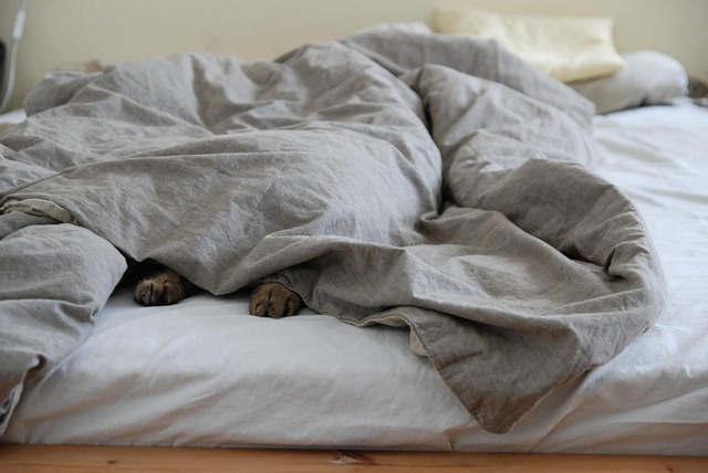 A cat comfortably sleeping inside a plush, cave-like cat house. (cat with house)